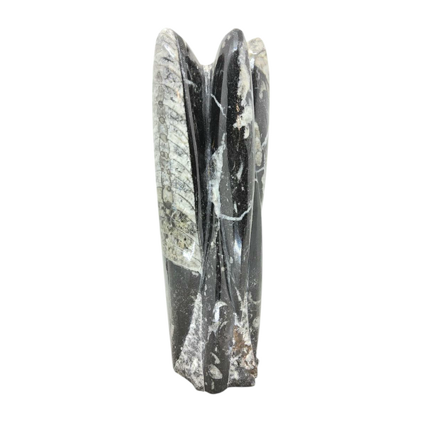Orthoceras Fossil Specimen – Rare Prehistoric Marble Fossil Decor