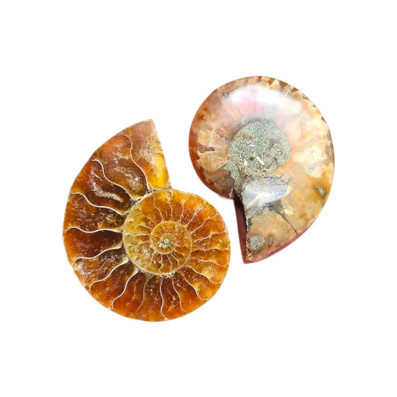 Natural Ammonite Pair – Fossil Decor & Healing Crystals