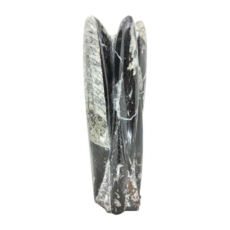 Orthoceras Fossil Specimen – Rare Prehistoric Marble Fossil Decor